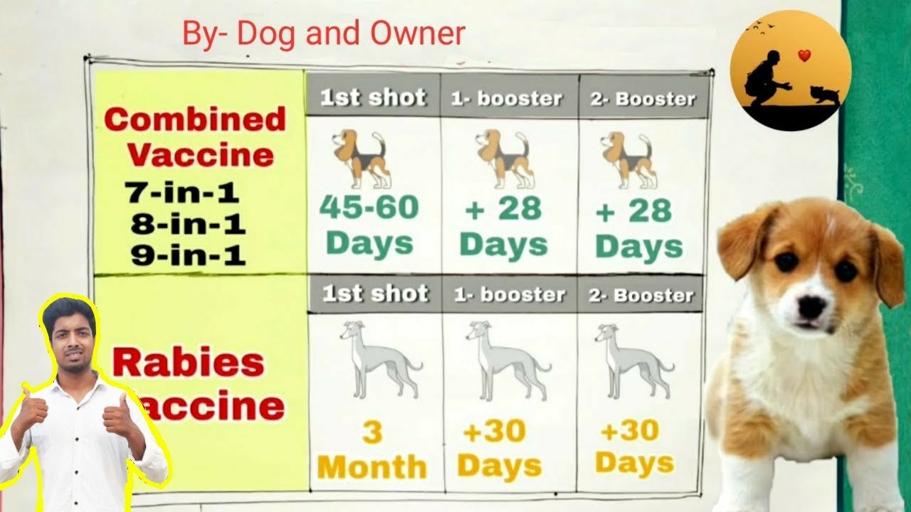 how much are dogs vaccinations