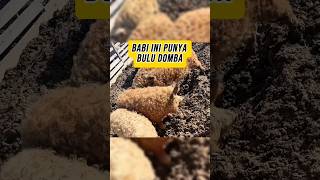 Babi Berbulu Seperti Domba? Ini Babi Mangalica Asli Hongaria!??