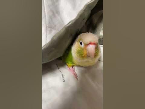 Шизик - YouTube