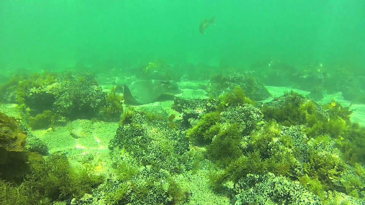Horse Shoe Reef Christies Beach