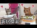 引っ越し初日、猫たちの新居探索がかわいい！