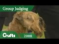 Soft Coated Wheaten Terrier wins Terrier Group Judging at Crufts 2008 | Crufts Dog Show