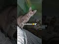 يا إلهي قطة حياة م ربية الحيوانات الأليفة الحيوانات الأليفة هي الأفضل مضحك
