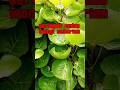 bau badan ini solusinya #nature