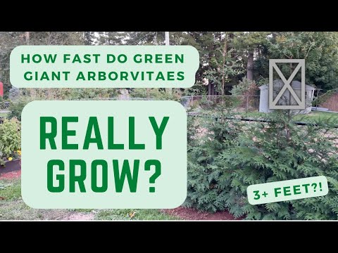 Video: Kan grønne gigantiske arborvitae vokse i skygge?