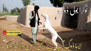 White  Bully Dog|Beautiful dog for sale2023|Top Quality pakistan bully kutta|نوکرا بولی کتا by Farooq Iqbal Vlogs 199 views 1 year ago 1 minute, 8 seconds