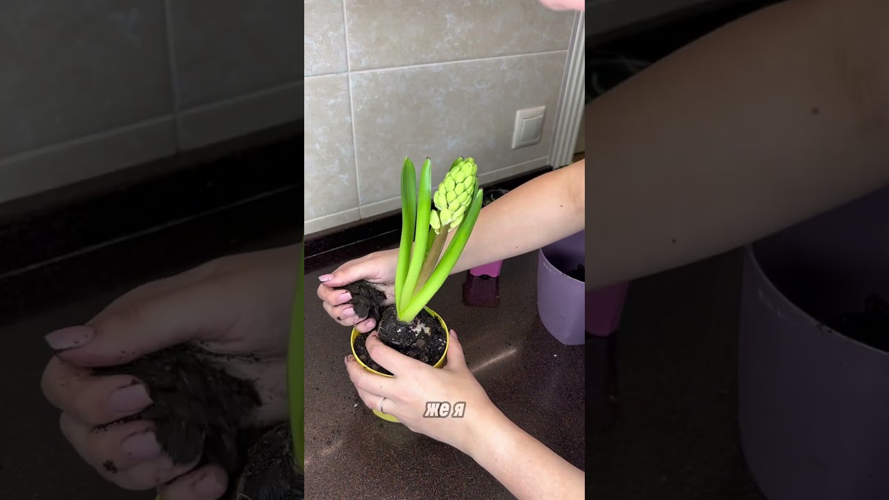 Гиацинт дома!