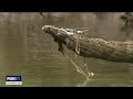 Underground tunnel overflowed for hours before mass fish kill | FOX 5 News