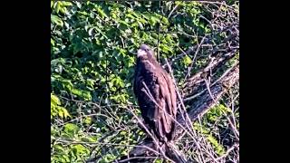 USSteel Eagles ~ Sid flies high and explores the river area! June20,2026