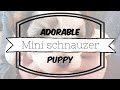Adorable | Pepper, Liver, Parti | Mini Schnauzer Puppy