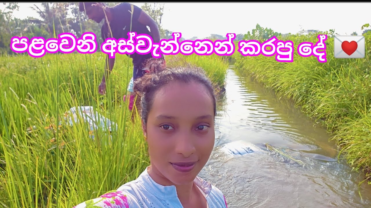 🍃 අපි වී තම්බන හැටි 🥰💚 #AmeeshaMadhushi