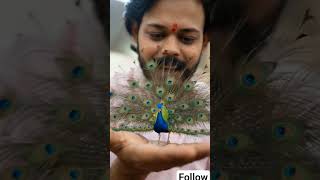 Duniya Ka Sabse Chota Mor 😱 | Mini Peacock Viral Video 🦚#shorts