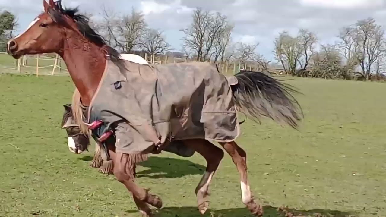Arab horse galloping and bucking