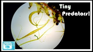 What are Freshwater Hydra and How to get Rid of Them