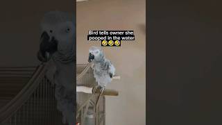 There's Poo Poo In There  #birds #animals #pets #parrot #funny #fun #lol  #youtubeshorts #fyp