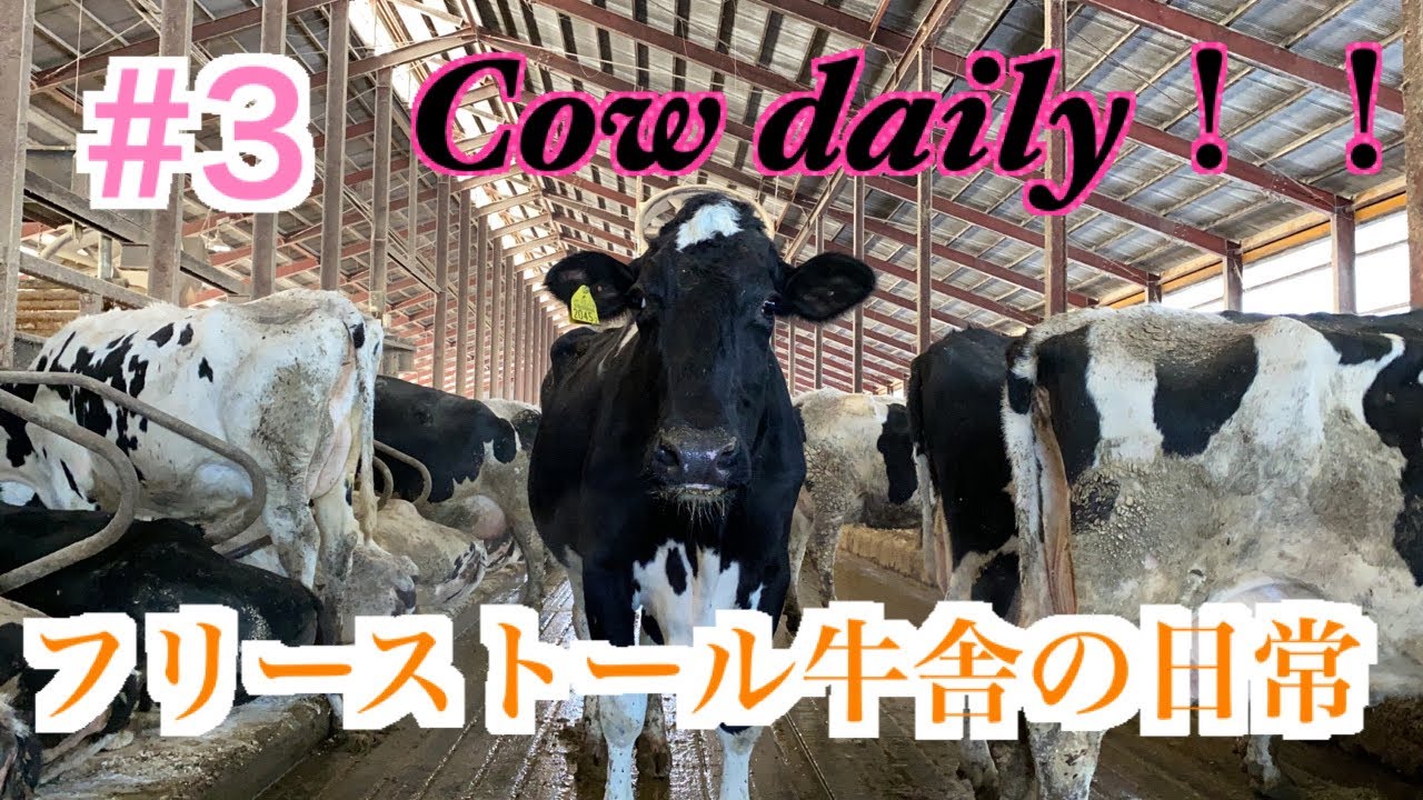 フリーストール牛舎の日常 3 Cow Daily Youtube