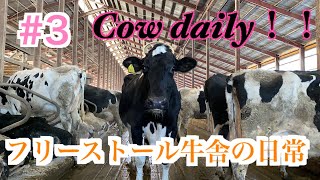 フリーストール牛舎の日常 3 Cow Daily Youtube