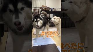 【お喋り】犯人、最後にわかります #善スタショート #お喋りハスキー #シベリアンハスキー