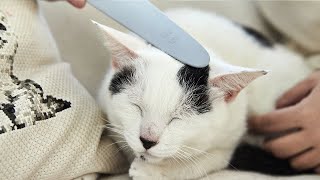 ねこじゃすり CZGDNJS1-GR | ソノタゲンセン | GREEN DOG & CAT