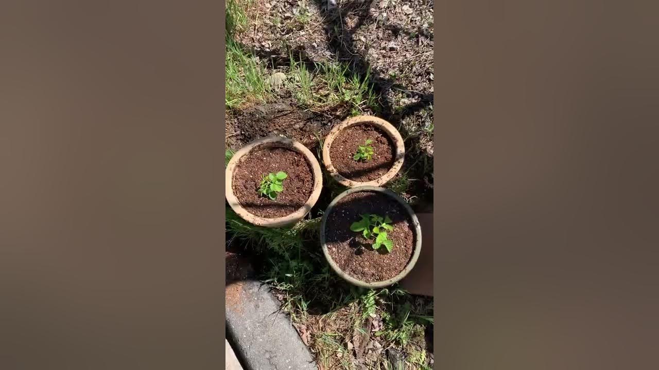 Planting Burning Bush Cuttings YouTube