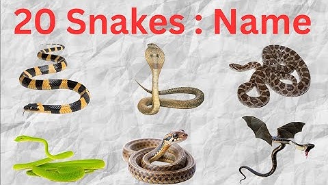 Snake Names for Kids | Learn 20 Types of Snakes in English | Preschool & Toddler Learning Video