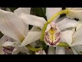 Орхидеи /уценки из Бауцентра/