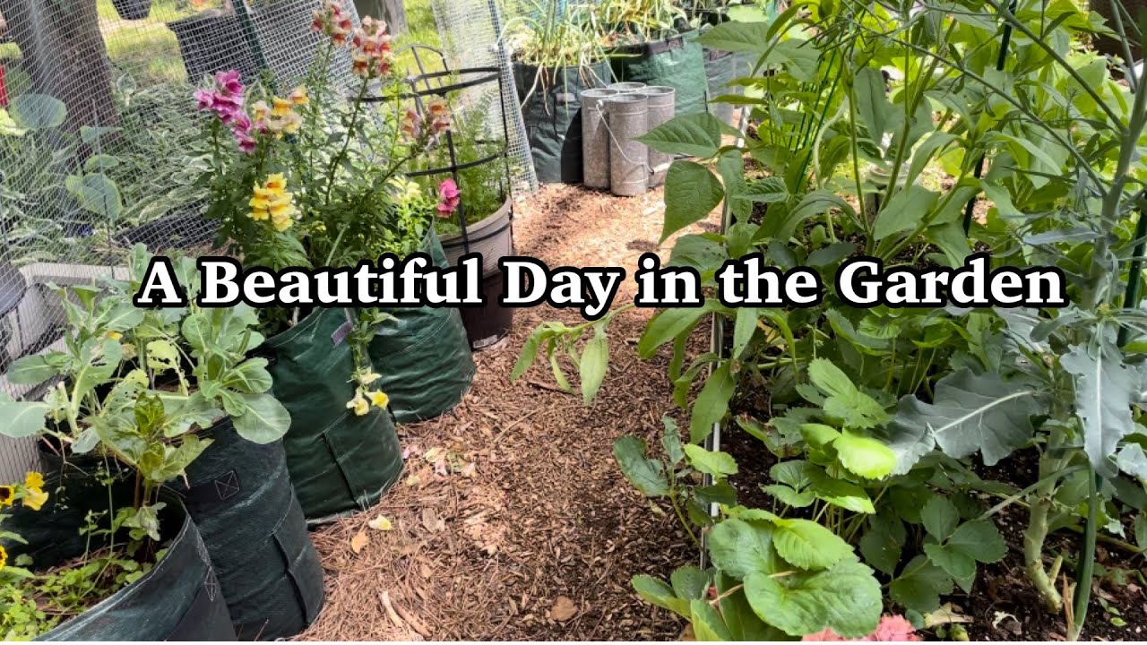 Small Space Gardening planting tomatoes, peppers and basil Maryland