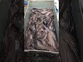 বিদেশি মাগুর মাছ #fish #fishing #fishcutting #shorts