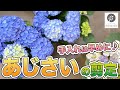 【アジサイの育て方と管理方法】お花を色鮮やかにする方法を伝授します #42