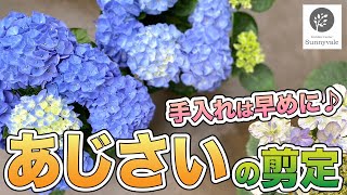 【アジサイの育て方と管理方法】お花を色鮮やかにする方法を伝授します　#42