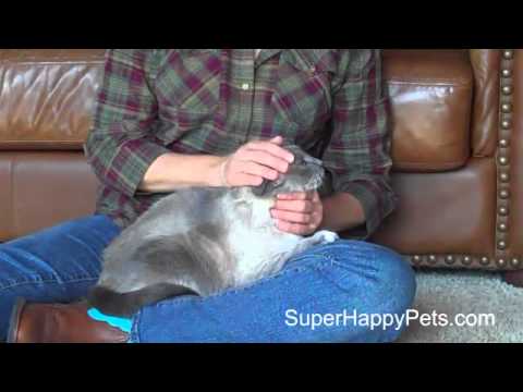 How To Scruff A Cat