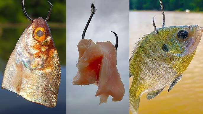 4 Weird Baits That Catch Catfish