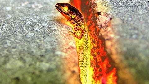 Dont cook your reptiles!!! - Zilla Thermostat Review