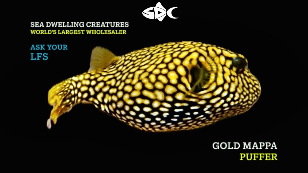 In Stock November 8, 2025 SeaDwelling.com