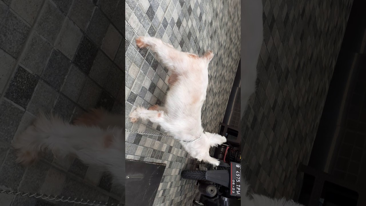 Jasa grooming panggilan - YouTube