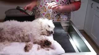 Dog Recovering After Eating Marijuana Brownies by Petful on YouTube 5,408 views 5 years ago 2 minutes