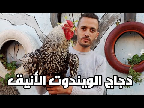 فيديو: البطة الزرقاء المفضلة - وصف السلالة والزراعة