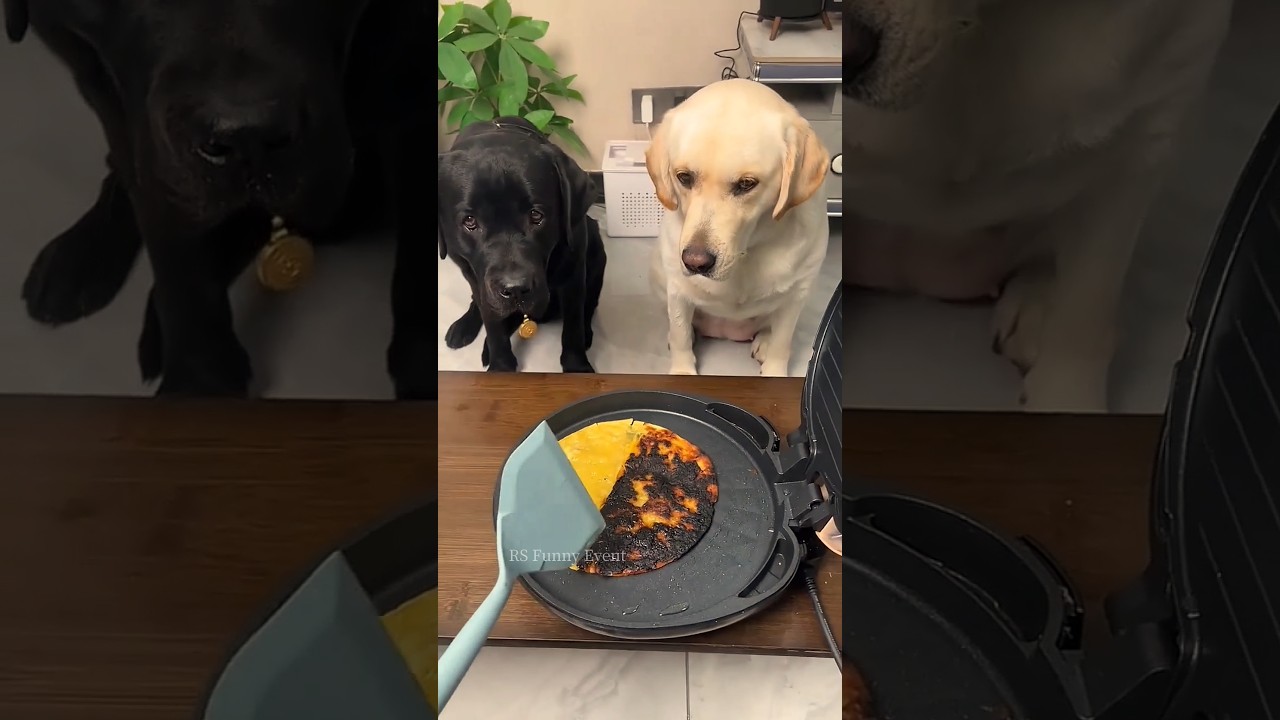 Building Wooden Log Cabin in Forest 🌲🤯 | Survival House Step by Step"7 