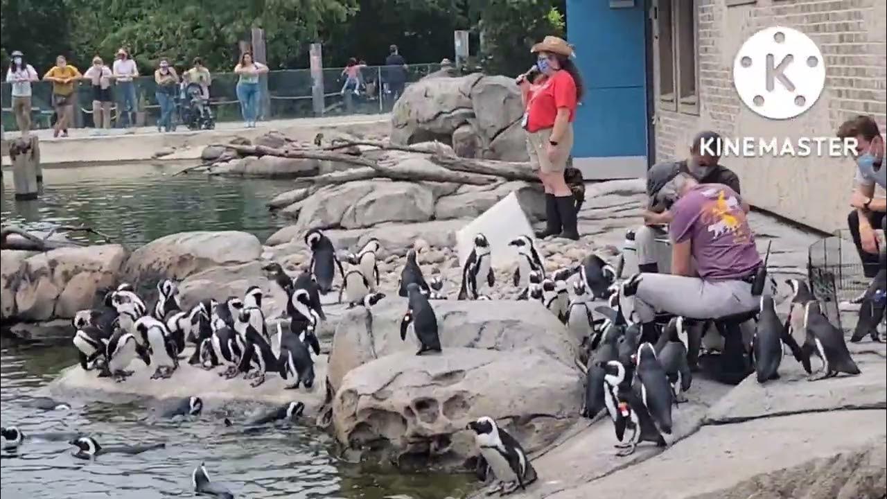Penguins at Baltimore zoo YouTube