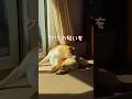 柴犬とんニューシングル「僕の特技の唄」 #柴犬 #柴犬とん