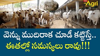 Ongole Cattle Breeds | వెన్ను ముదిరాక చూడీ కట్టిస్తే.. ఈతల్లో సమస్యలు రావు..!!  Tone Agri