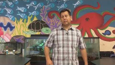 Diffusion through a Membrane