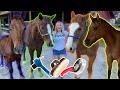 GROOMING ALL MY HORSES in ONE Video! | How To Groom A Horse