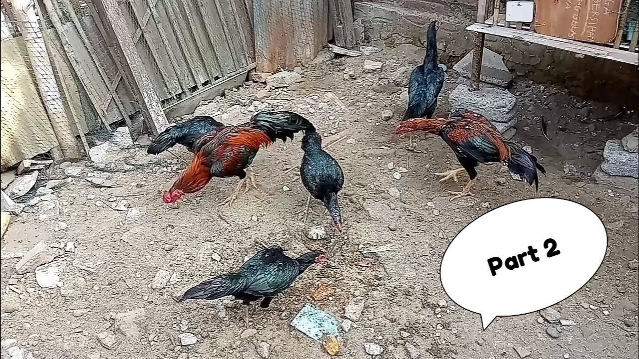 Beda Ayam Bangkok, Ayam Kampung, Ayam KUB, Ayam Ketawa, dan Ayam Pelung