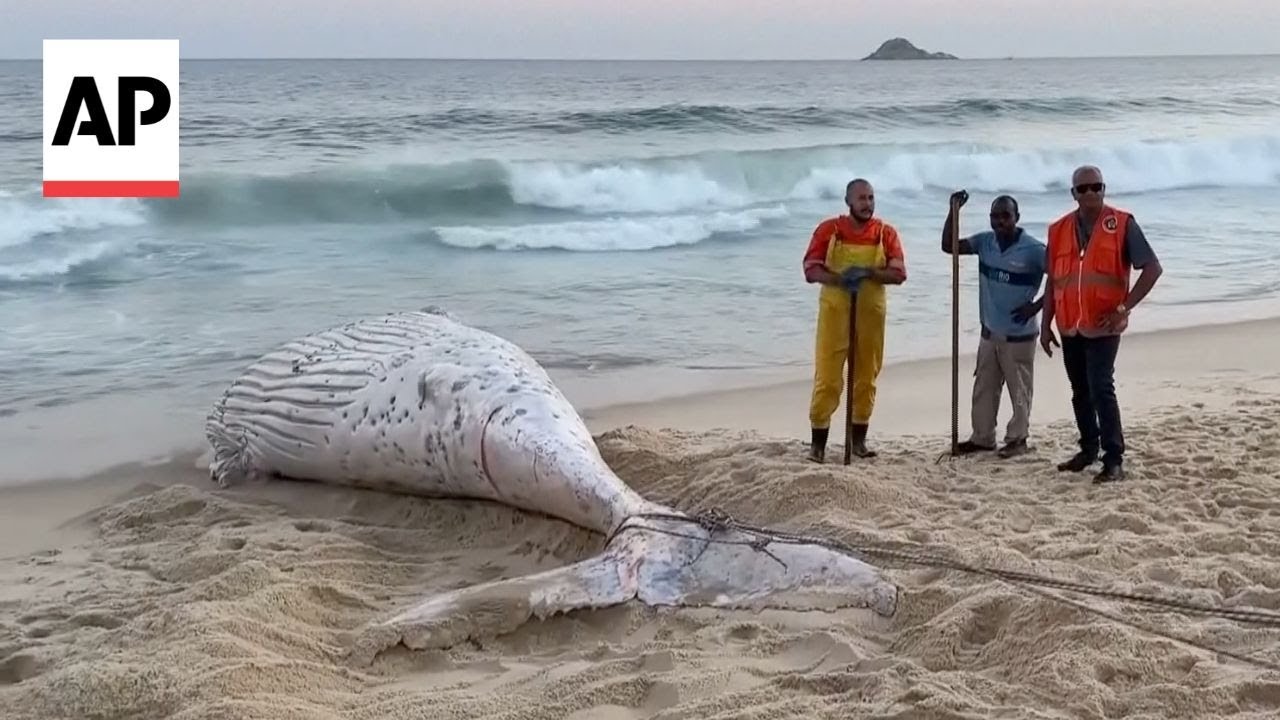 Humpback whale found dead on beach in Rio de Janeiro, Brazil