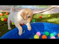 Labrador Puppies Enjoy The Water Park!