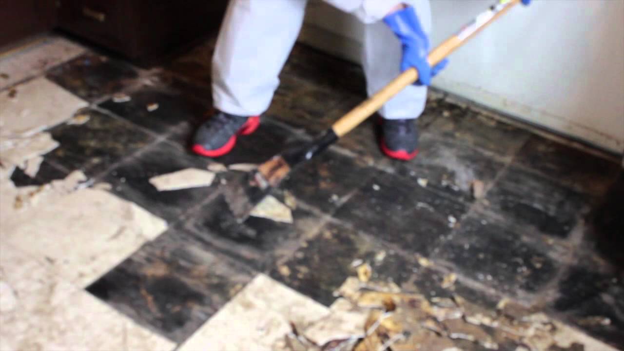 Dog Feces Urine Cleanup On Tiles Youtube