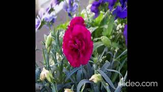 Flowers Detection (Rose & Carnation)