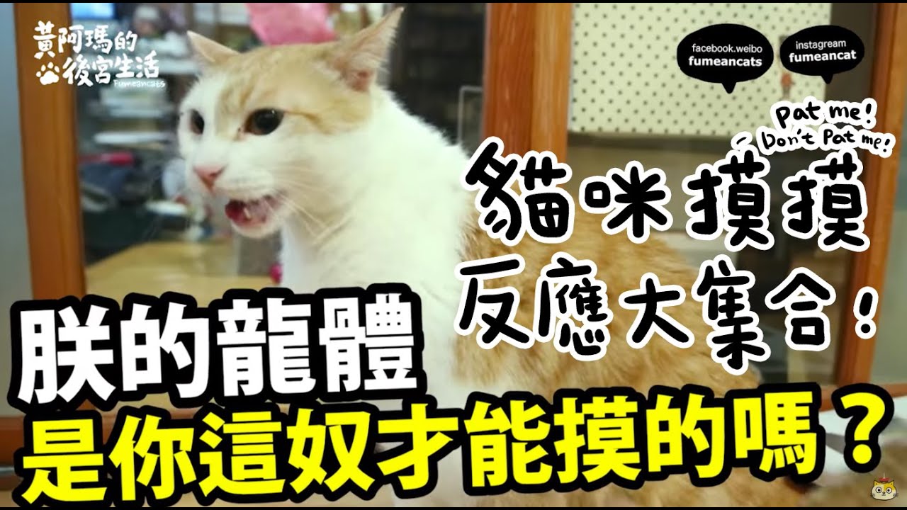 黃阿瑪的後宮生活-貓咪摸摸反應大集合