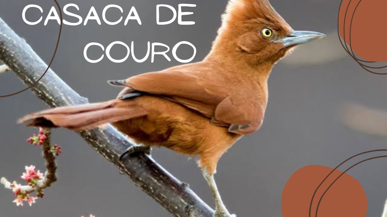 Ninho + Canto e curiosidades sobre a ave Casaca De Couro